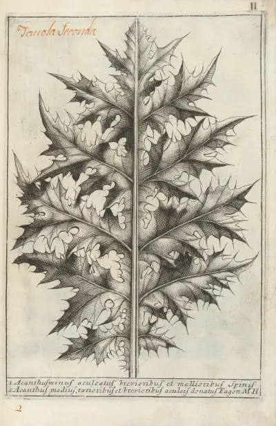 Catalogus plantarum horti Pisani Pl.02, Michelangelo Tilli