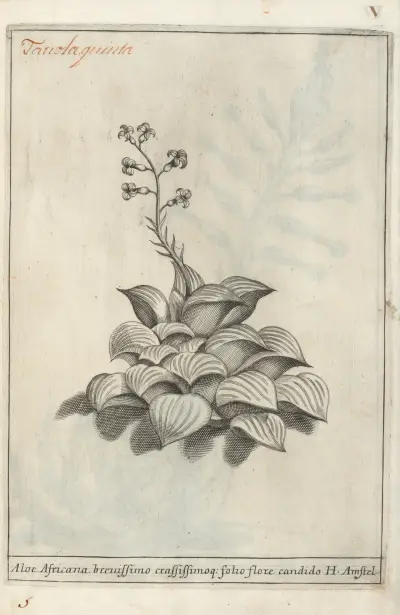 Catalogus plantarum horti Pisani Pl.05, Michelangelo Tilli