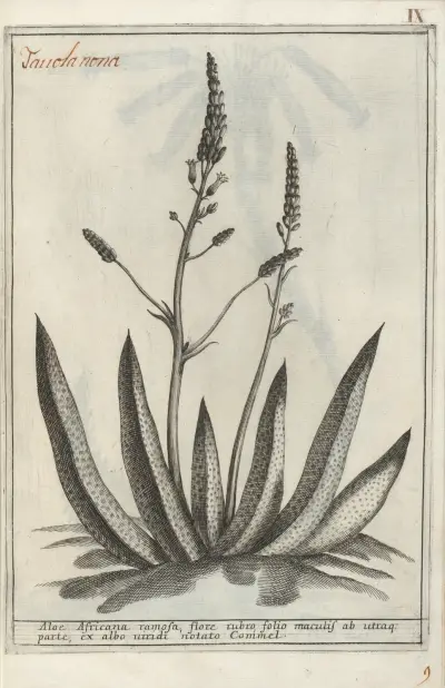 Catalogus plantarum horti Pisani Pl.09, Michelangelo Tilli
