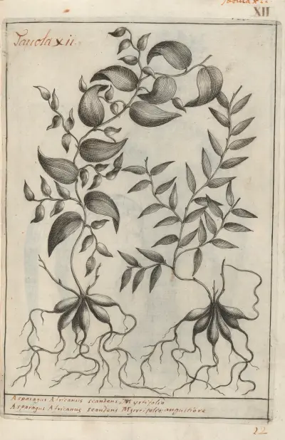 Catalogus plantarum horti Pisani Pl.12, Michelangelo Tilli