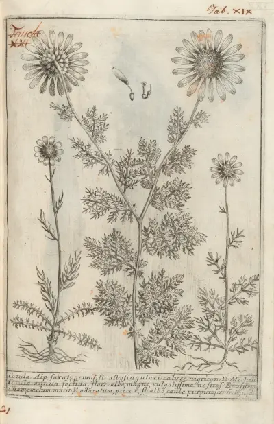 Catalogus plantarum horti Pisani Pl.21, Michelangelo Tilli