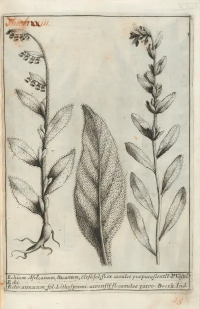 Catalogus plantarum horti Pisani Pl.23, Michelangelo Tilli