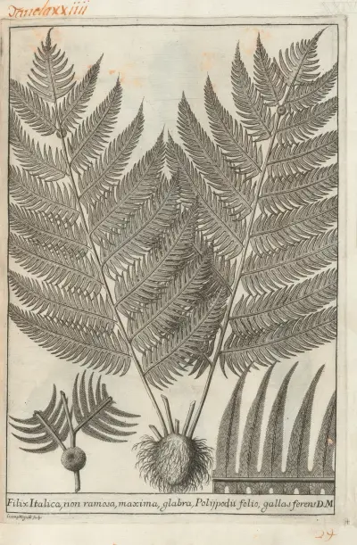 Catalogus plantarum horti Pisani Pl.24, Michelangelo Tilli