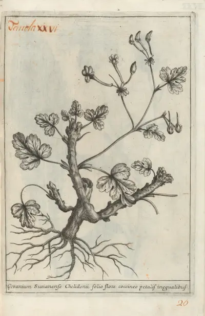 Catalogus plantarum horti Pisani Pl.26, Michelangelo Tilli