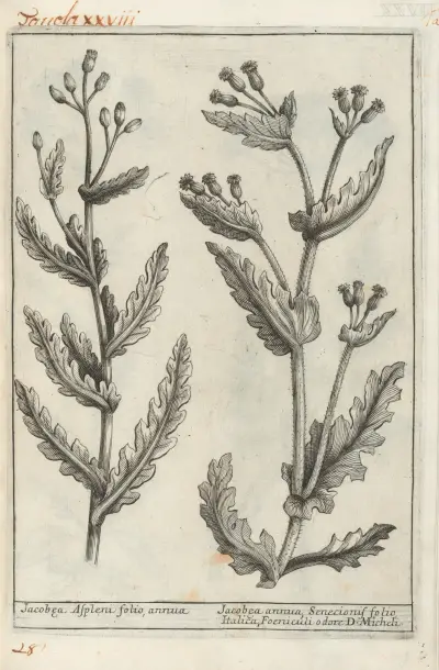 Catalogus plantarum horti Pisani Pl.28, Michelangelo Tilli