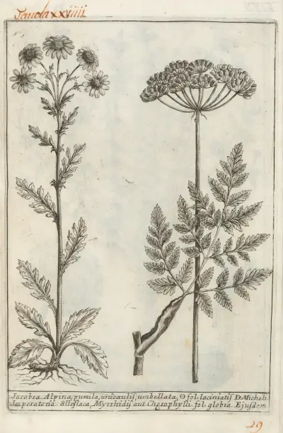 Catalogus plantarum horti Pisani Pl.29, Michelangelo Tilli