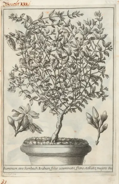 Catalogus plantarum horti Pisani Pl.31, Michelangelo Tilli