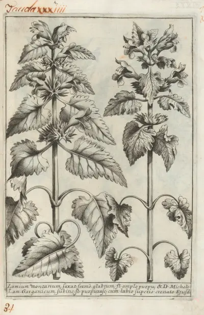 Catalogus plantarum horti Pisani Pl. 34, Michelangelo Tilli