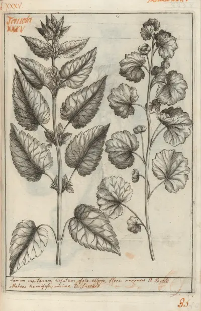 Catalogus plantarum horti Pisani Pl. 35, Michelangelo Tilli