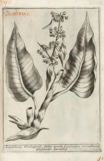 Catalogus plantarum horti Pisani Pl.36, Michelangelo Tilli