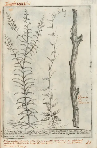 Catalogus plantarum horti Pisani Pl.38, Michelangelo Tilli