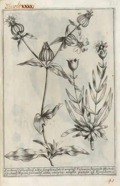 Catalogus plantarum horti Pisani Pl. 41, Michelangelo Tilli