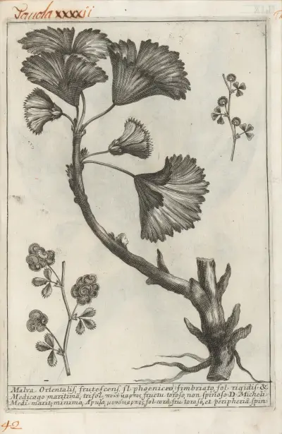 Catalogus plantarum horti Pisani Pl.42, Michelangelo Tilli