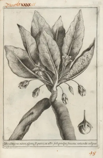 Catalogus plantarum horti Pisani Pl.43, Michelangelo Tilli