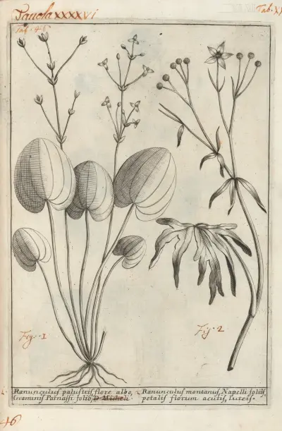 Catalogus plantarum horti Pisani Pl.46, Michelangelo Tilli