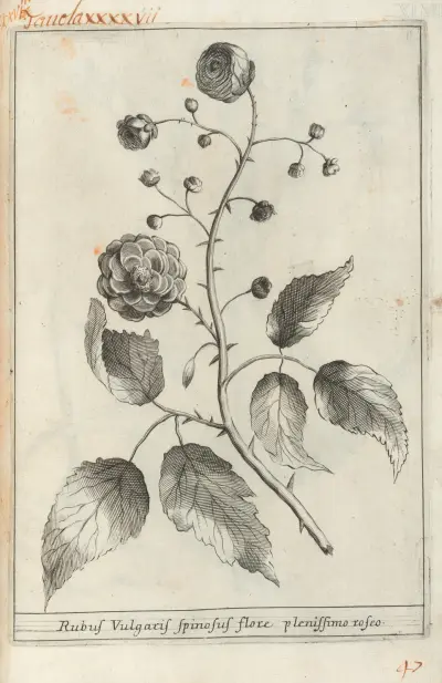 Catalogus plantarum horti Pisani Pl.47, Michelangelo Tilli