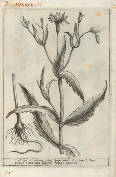 Catalogus plantarum horti Pisani Pl.48, Michelangelo Tilli