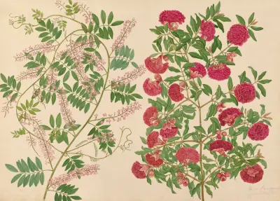 Nádherná popínavá rostlina z naší zahrady, samec granátového jablka, Miss Gough