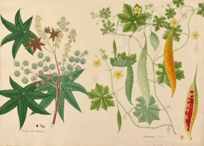 Ricinovník. Pauvacoy. Tamil. Liánovitá rostlina, Miss Gough