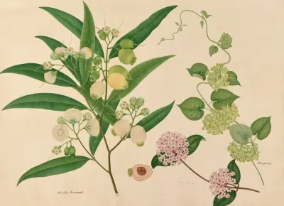 Jambo Ruzado. Hoya Carnosa. Tonquin, Miss Gough