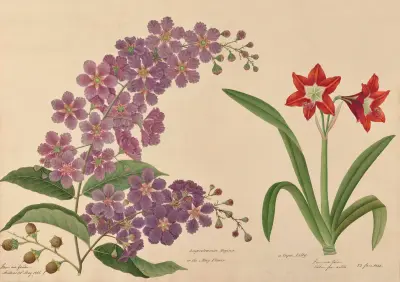 Lagerstraemia Reginae neboli májová květina. Kapská lilie, Miss Gough
