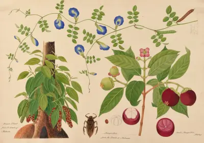Pepřovník. Mangostan. Boah Mangostan, malajská liána, Miss Gough