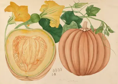 Pumpa, Miss Gough