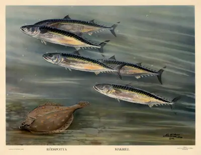 Rödspotta. Makrill. av Nils Tirén