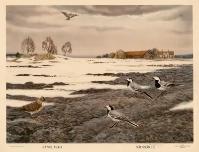 Sånglärka. Sädesärla av Nils Tirén