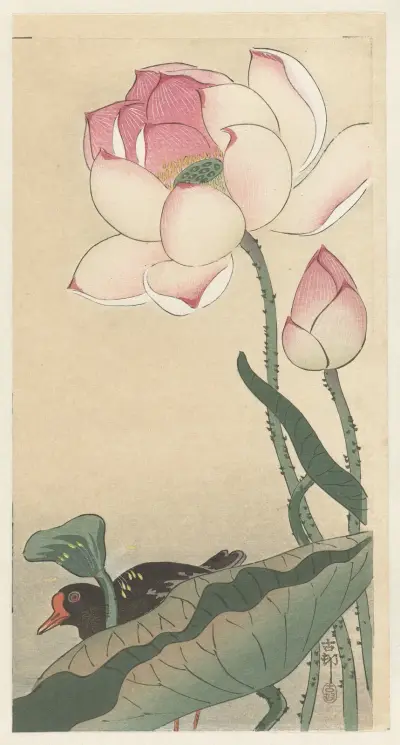 Gallinule with Lotus Flowers von Ohara Koson