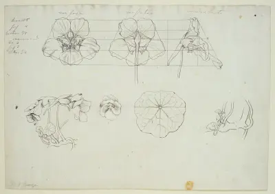Blätter und Blüten der Kresse av Philipp Otto Runge