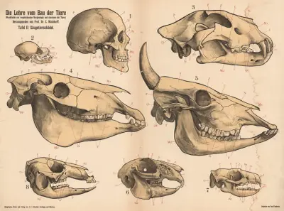 Nauka o budowie zwierząt, 1900 – nr 2, Paul Flanderky