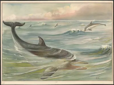 Delfin, Paul Flanderky