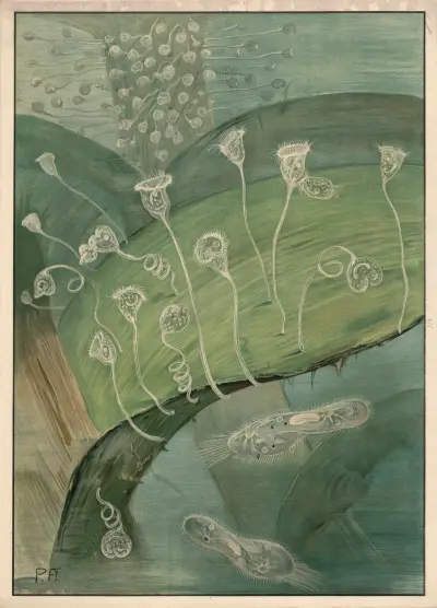 Stentor, Paul Flanderky