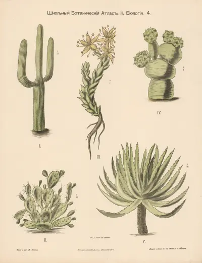 Cactus av Alexander-Paul Henckel