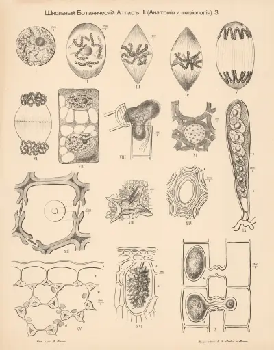 Cells av Alexander-Paul Henckel