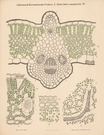 Chloroplast av Alexander-Paul Henckel