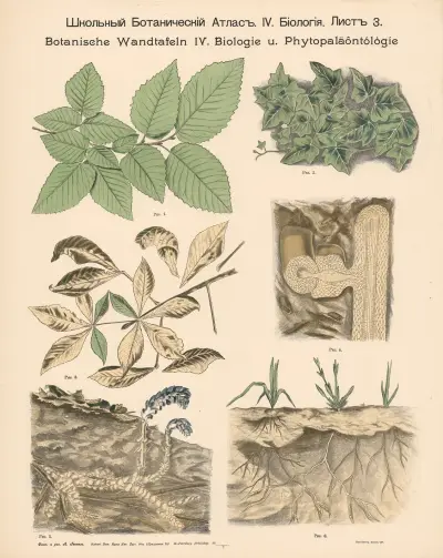 Creeping plants av Alexander-Paul Henckel