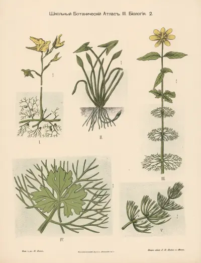 Flowers, 1905 – nr 2 av Alexander-Paul Henckel