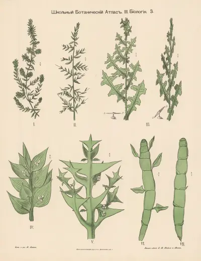 Grasses av Alexander-Paul Henckel