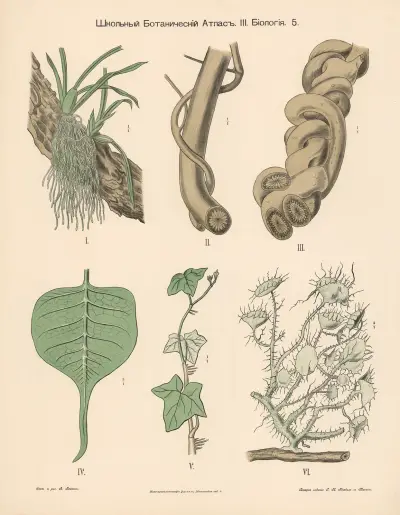 Parasitic plants, 1905 – nr 2 av Alexander-Paul Henckel