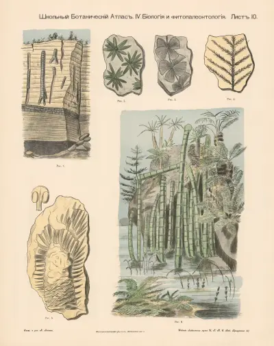 Reed plants. Petrifications. av Alexander-Paul Henckel