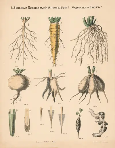 The root av Alexander-Paul Henckel