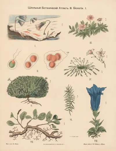 Tundra plants av Alexander-Paul Henckel