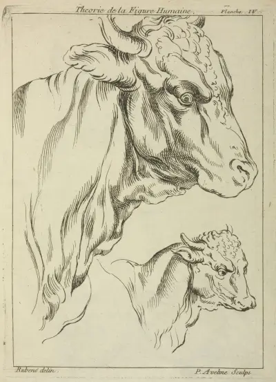 Heads and necks of two bulls in profile av Peter Paul Rubens