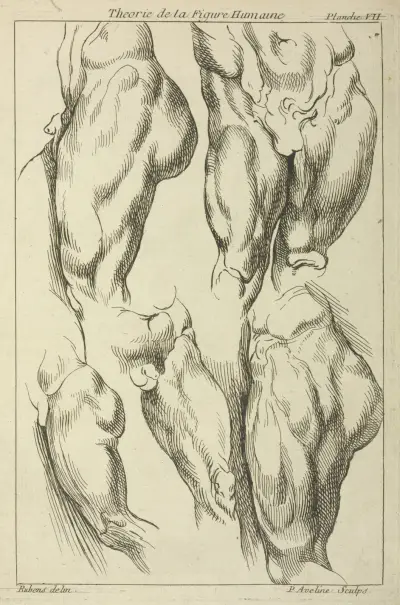 Studies of male loins av Peter Paul Rubens