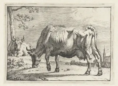 Grazing cow von Paulus Potter