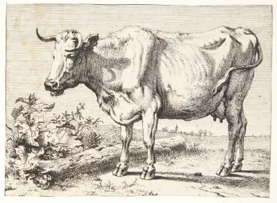 Ko med krøllede horn von Paulus Potter