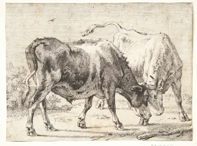 To kæmpende okser von Paulus Potter