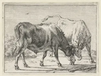 Two fighting bulls von Paulus Potter